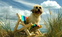 dog on lawn chair in whistler