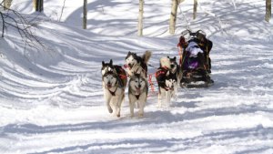Dog Sledding Tours Whistler